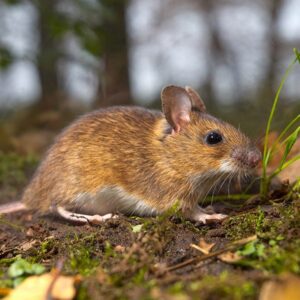 een bruine veld muis