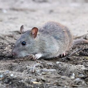 De bruine rat - rioolrat