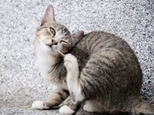 Kitten met vlooien