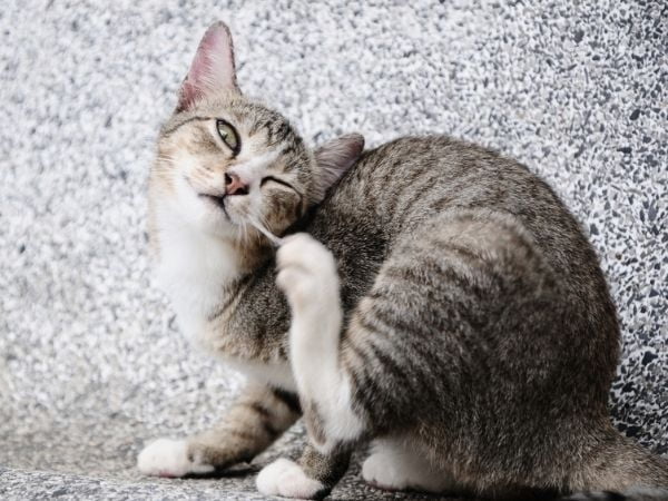 Kitten met vlooien