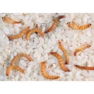 worm in rijst