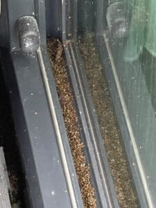 Kleine beestjes in huis: Wanneer is het een plaag?